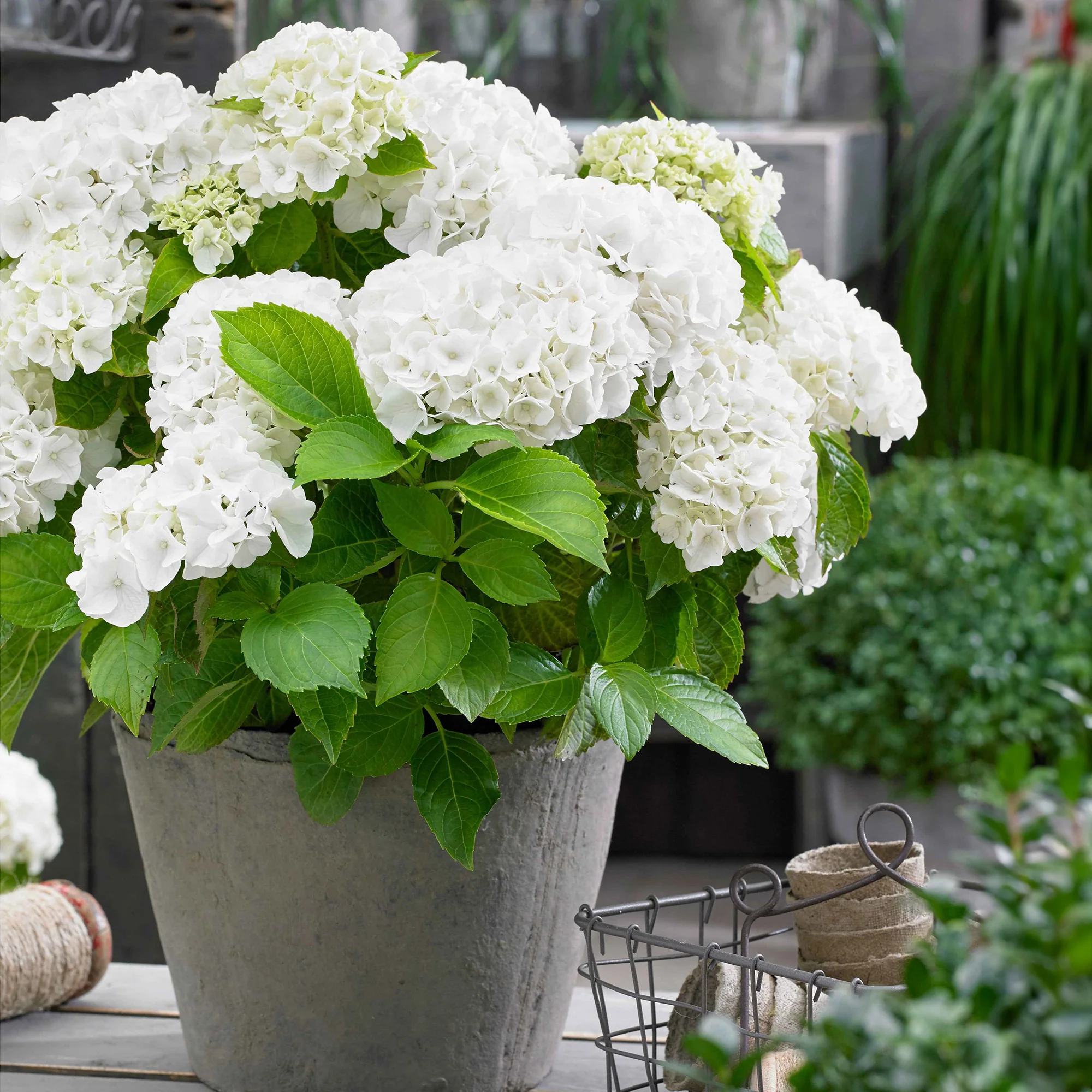Hortensia blanc