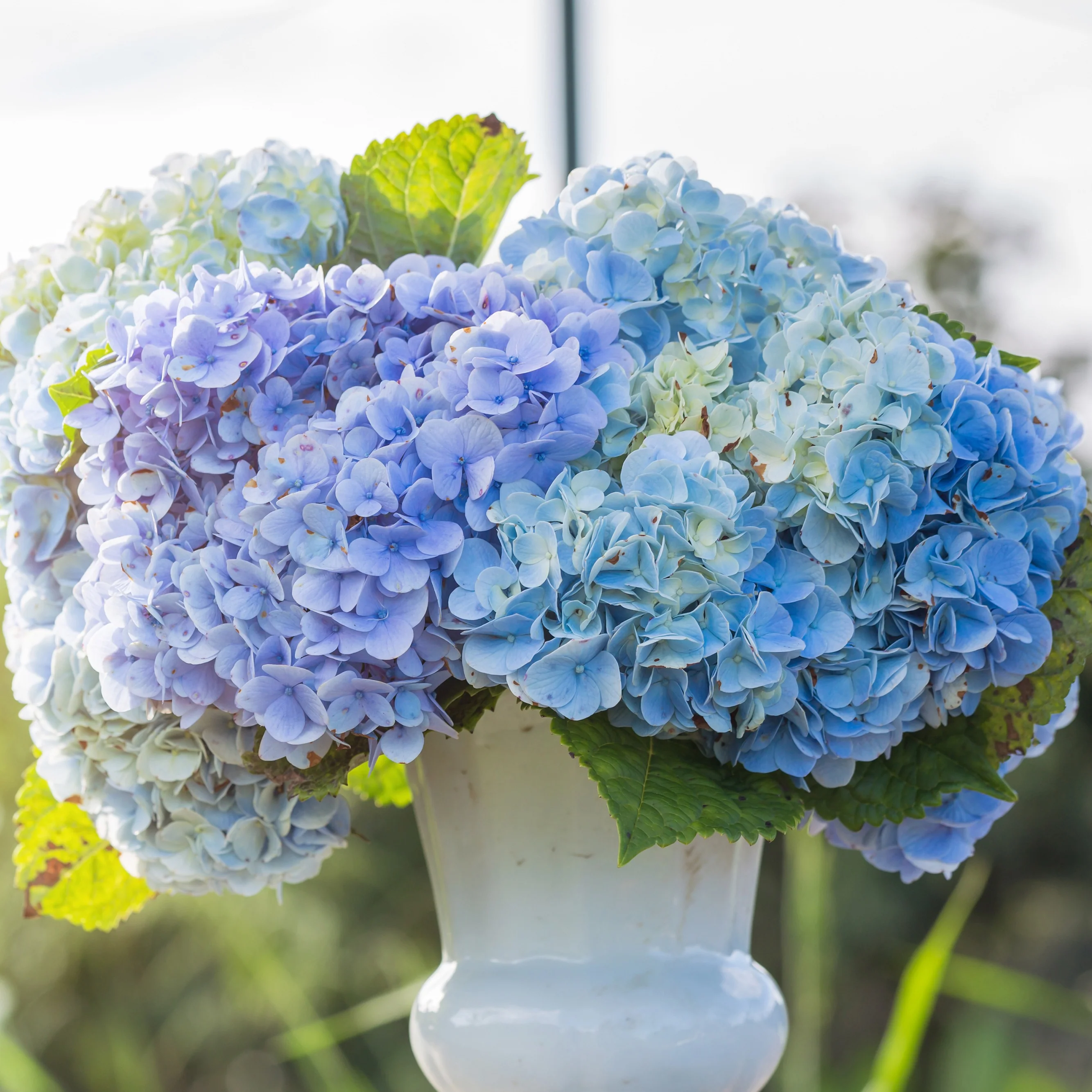 Hortensia bleu - Image 3
