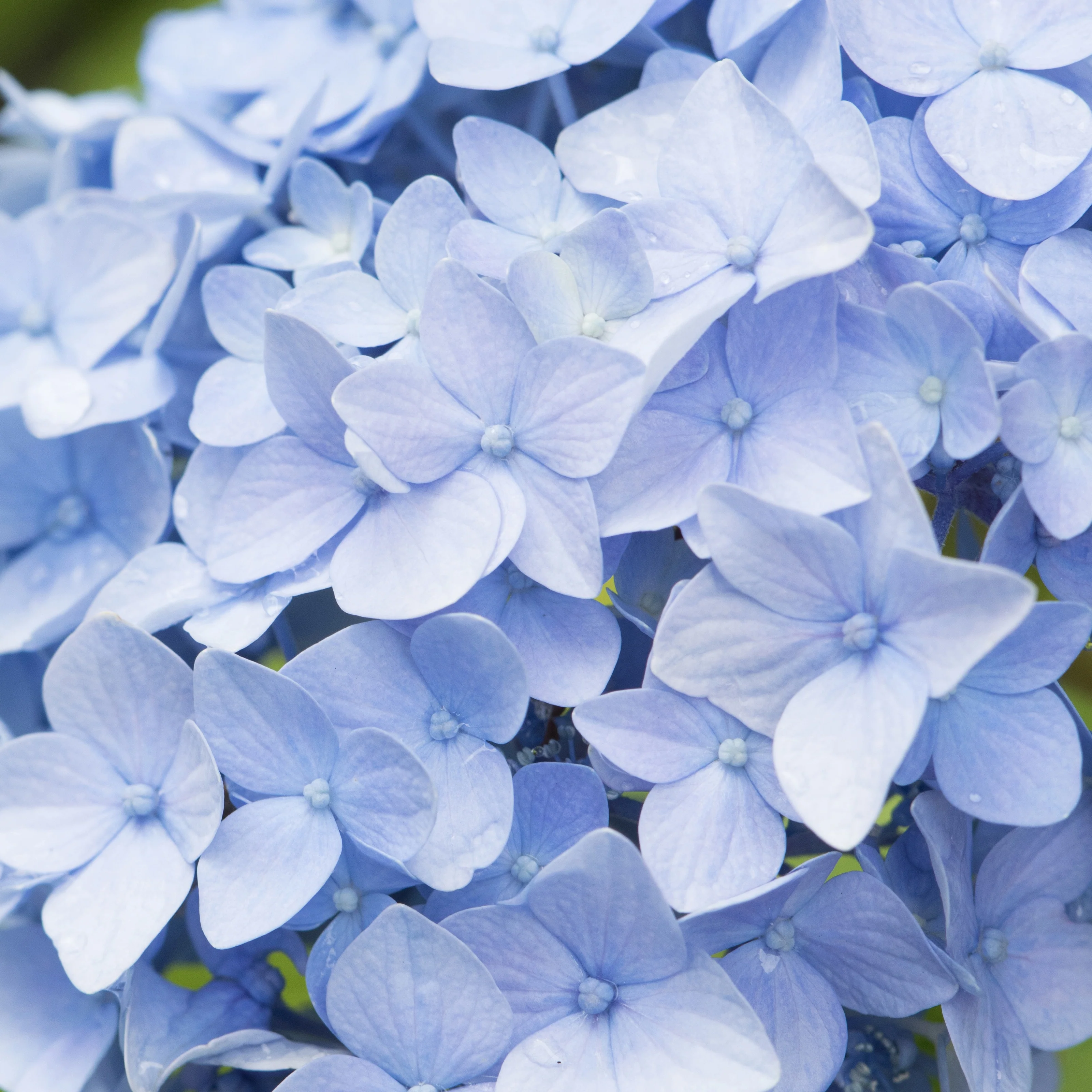 Hortensia bleu - Image 5