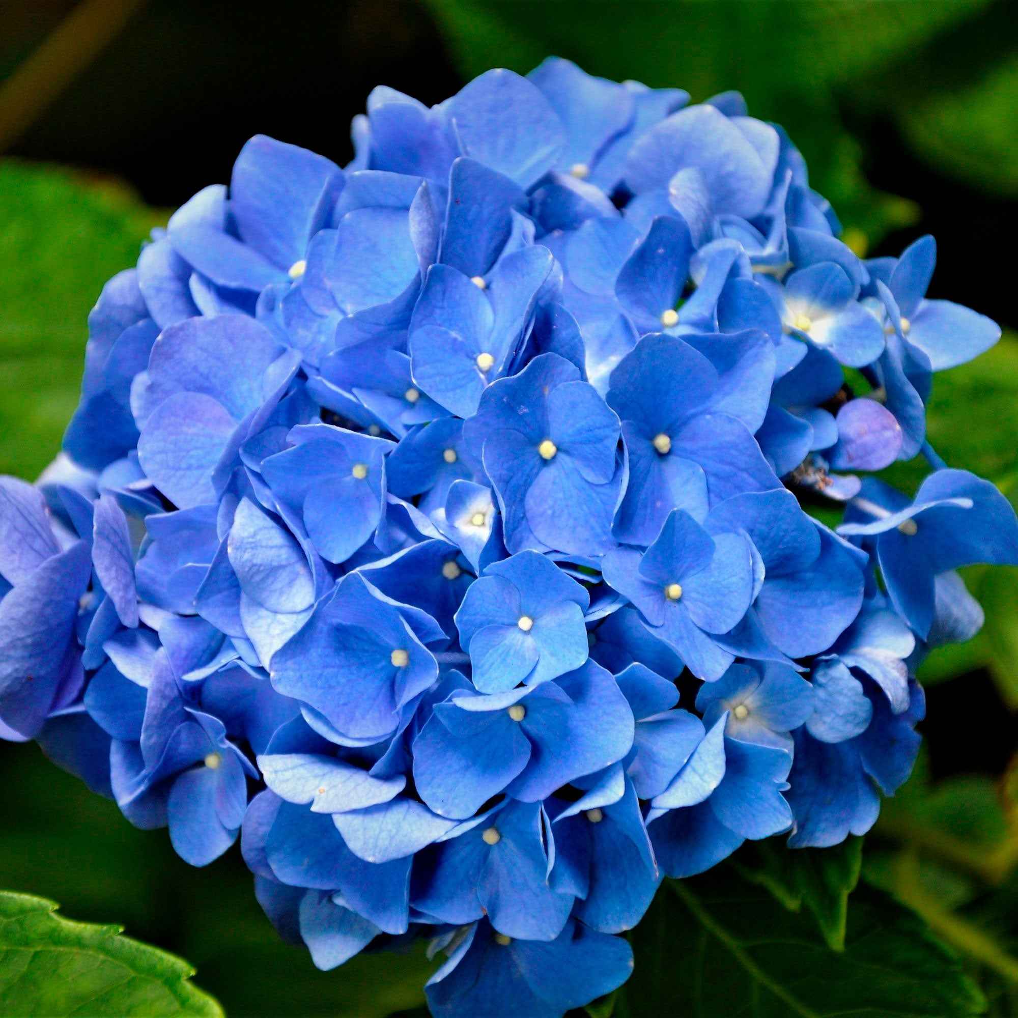 Hortensia bleu - Image 6
