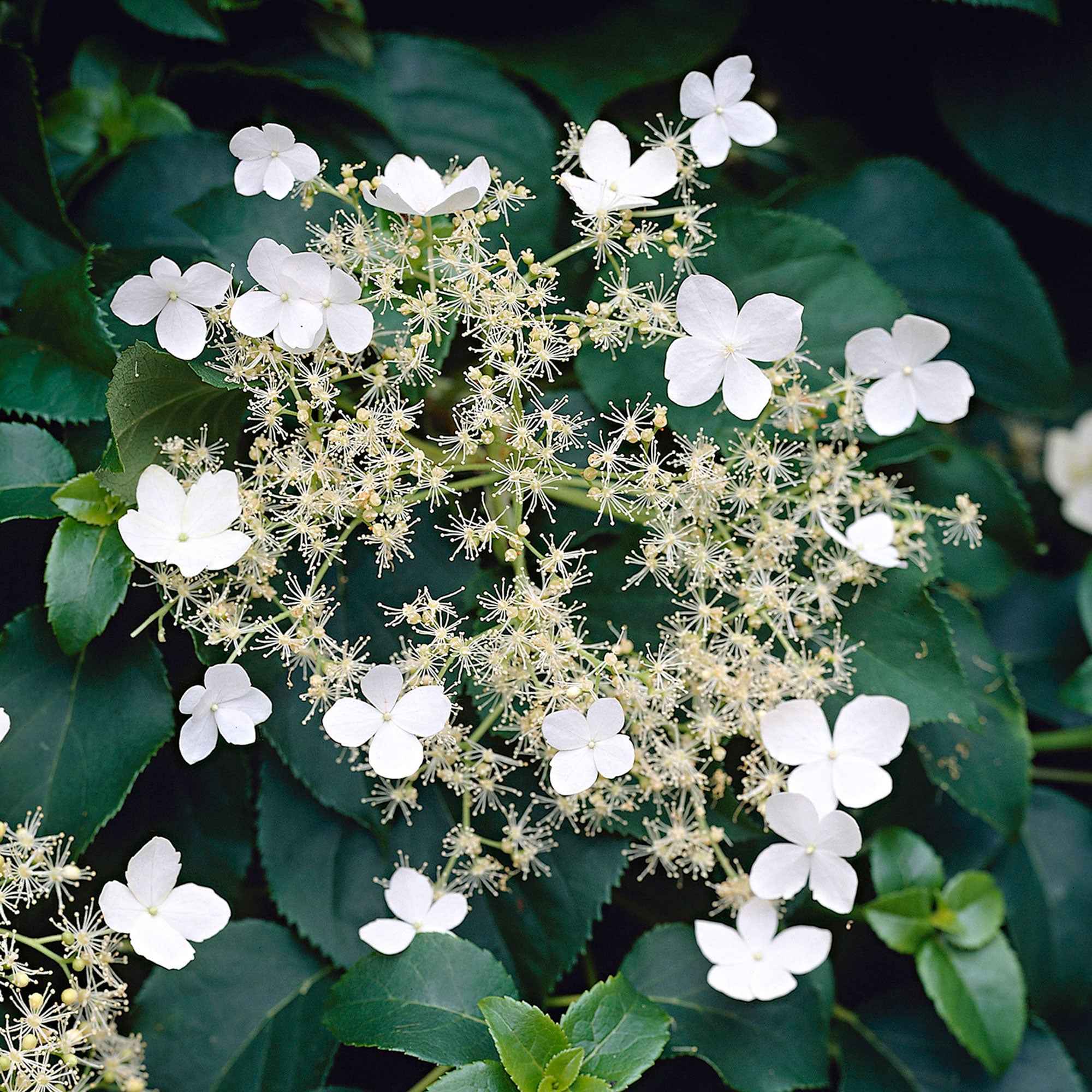 Hortensia grimpant - Image 3