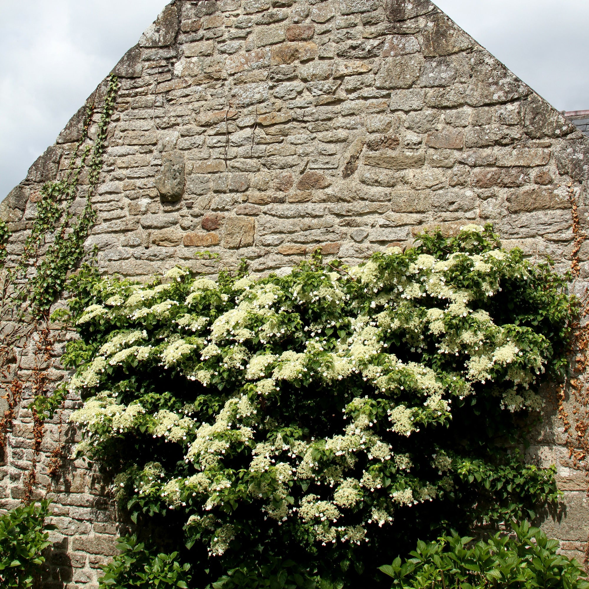 Hortensia grimpant - Image 4