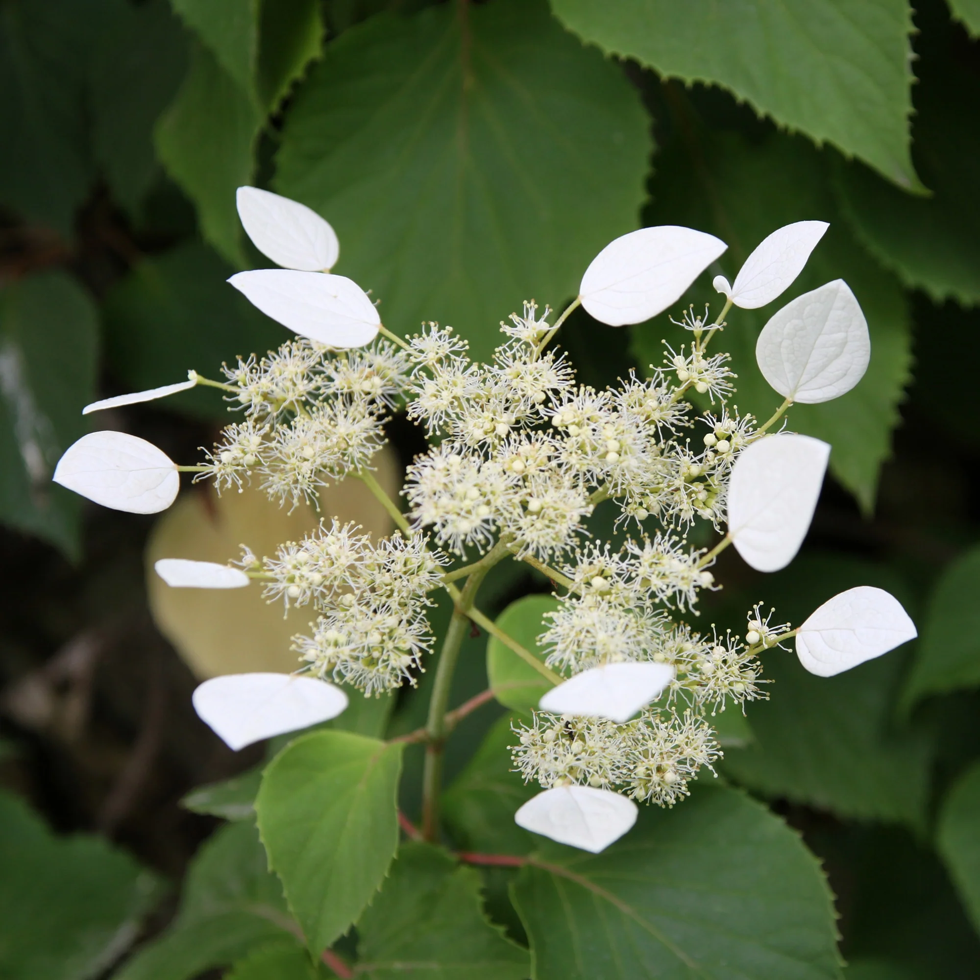 Hortensia grimpant Brookside Little Leaf - Schizophragma - Image 2