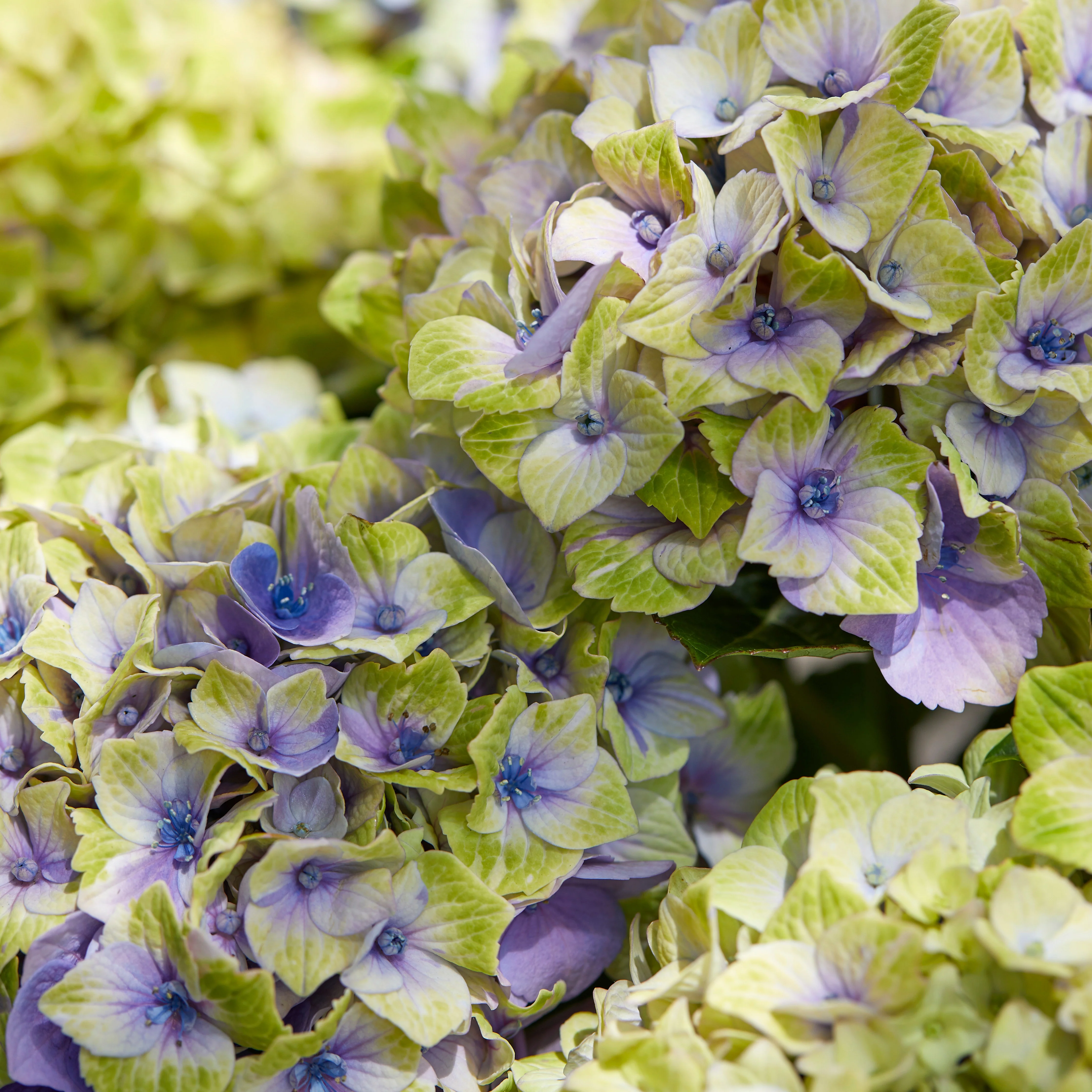 Hortensia Jewel - Image 3