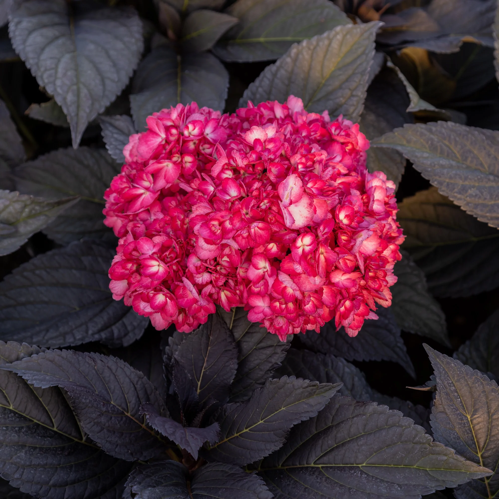 Hortensia Eclipse® 'Bailmacseven' - Image 2