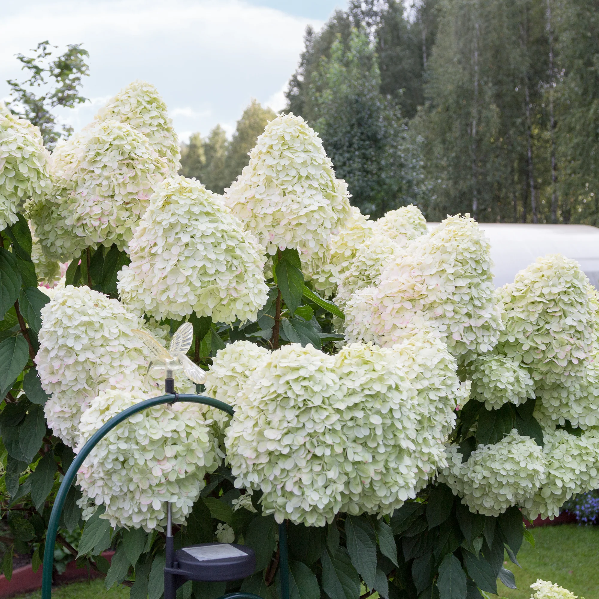 Hortensia paniculé Hercules
