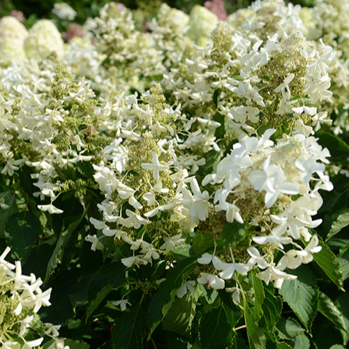 Hortensia paniculé Levana - Image 2