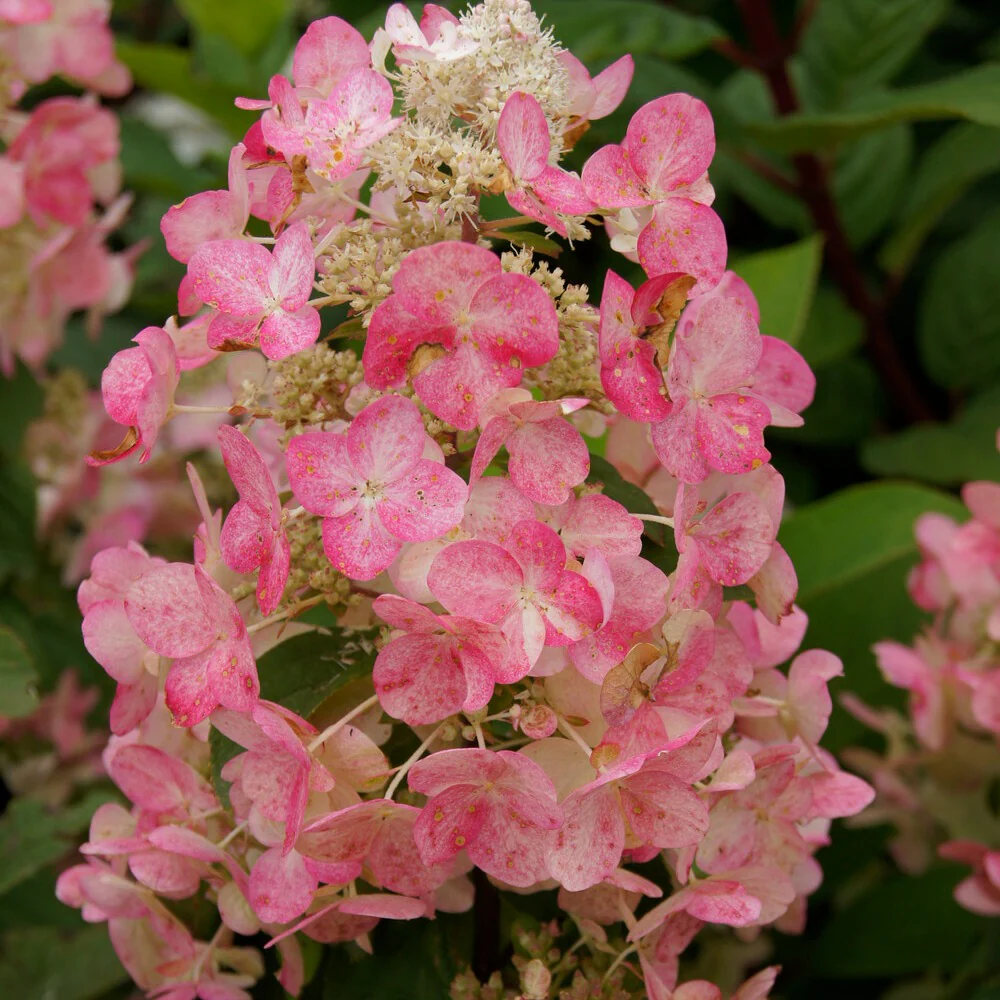 Hortensia paniculé Magical ® Fire