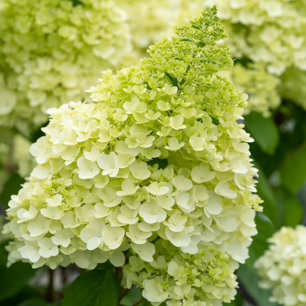 Hortensia paniculé Magical® Moonlight - Image 2