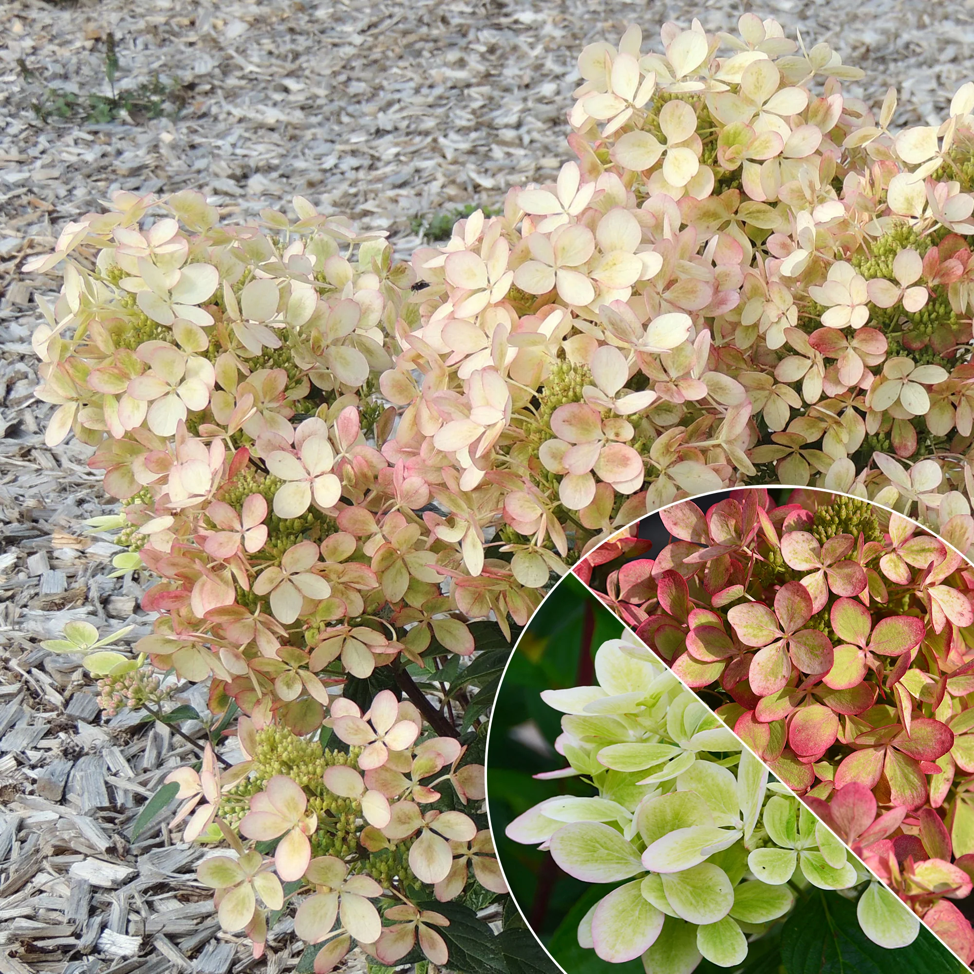 Hortensia paniculé PASTELGREEN® Renxolor