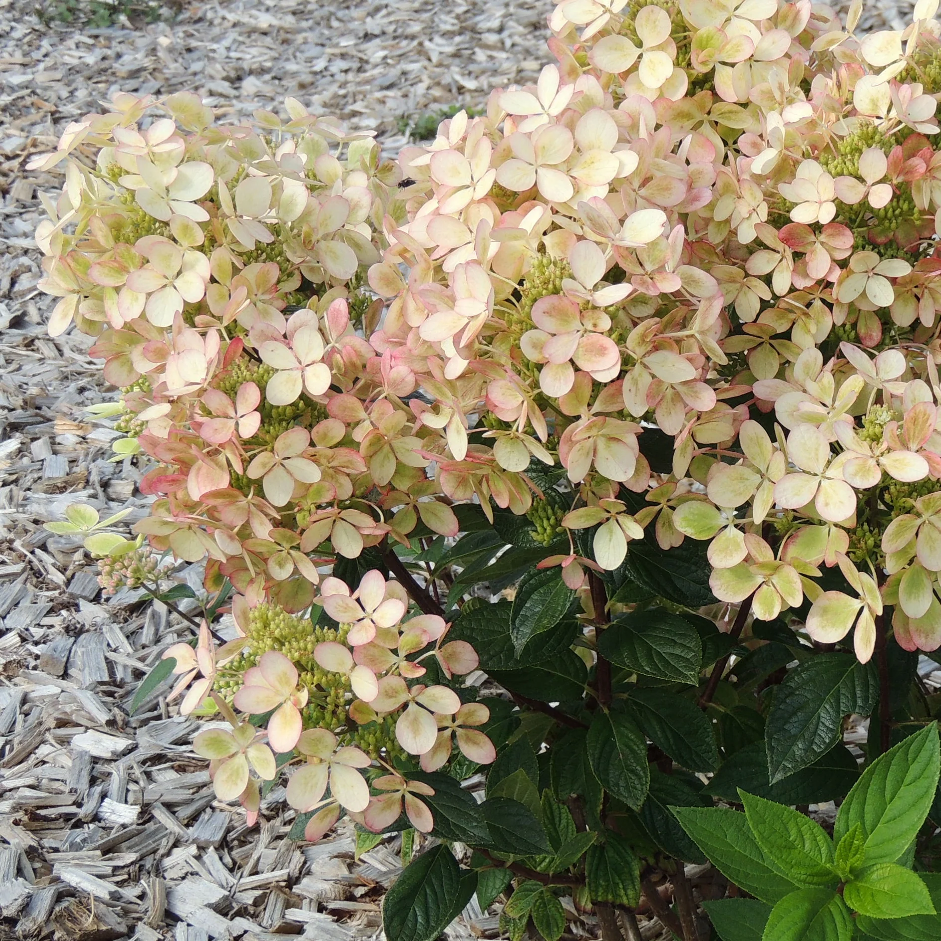 Hortensia paniculé PASTELGREEN® Renxolor - Image 2