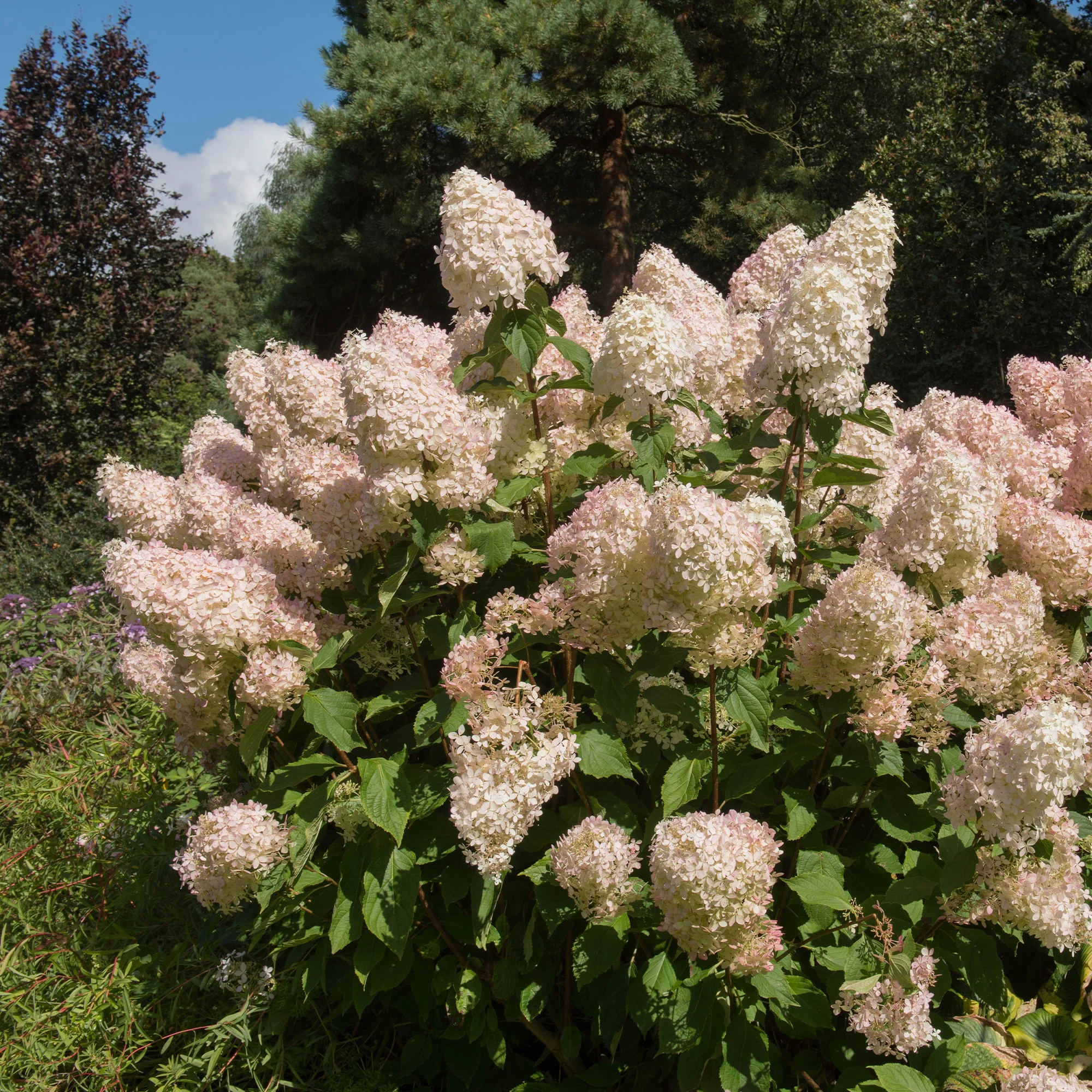 Hortensia paniculé Phantom