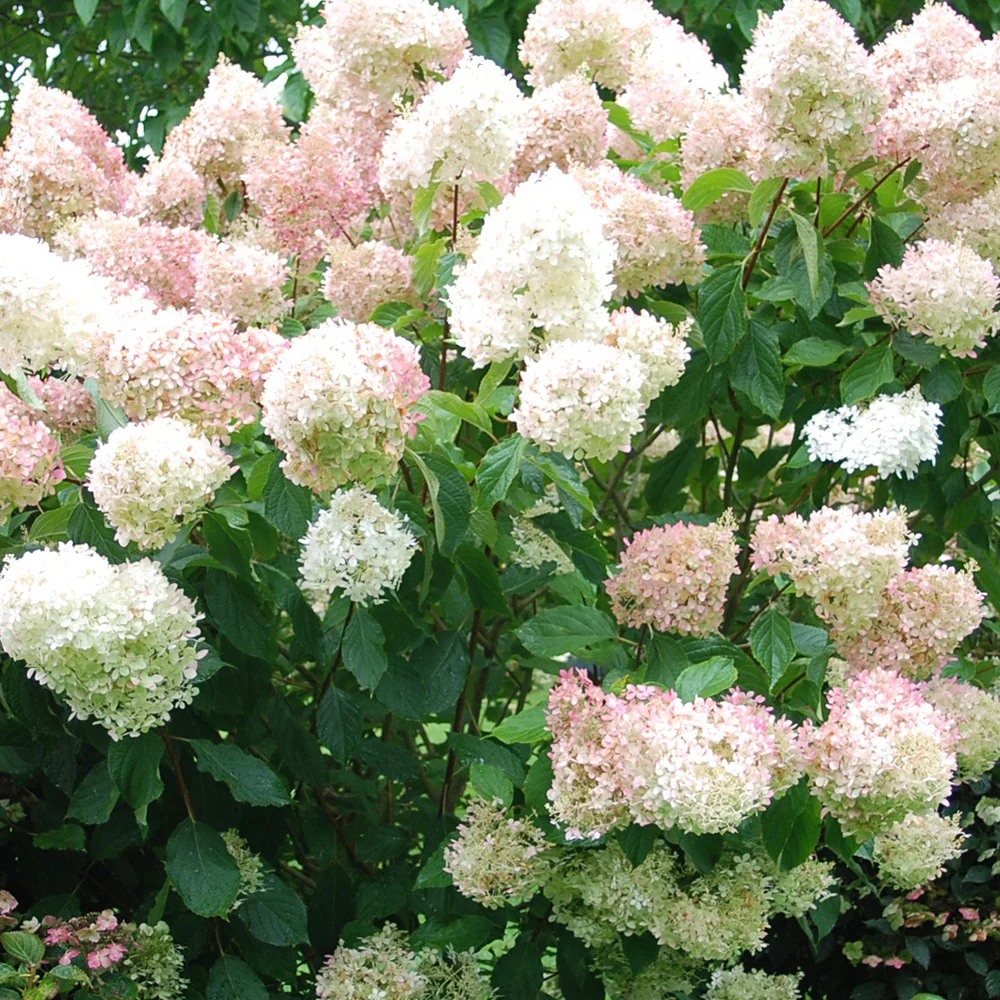 Hortensia paniculé Phantom - Image 2