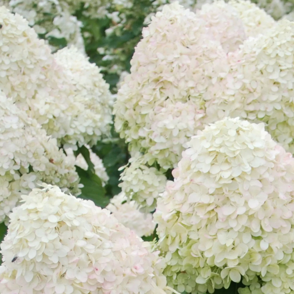 Hortensia paniculé Phantom - Image 3