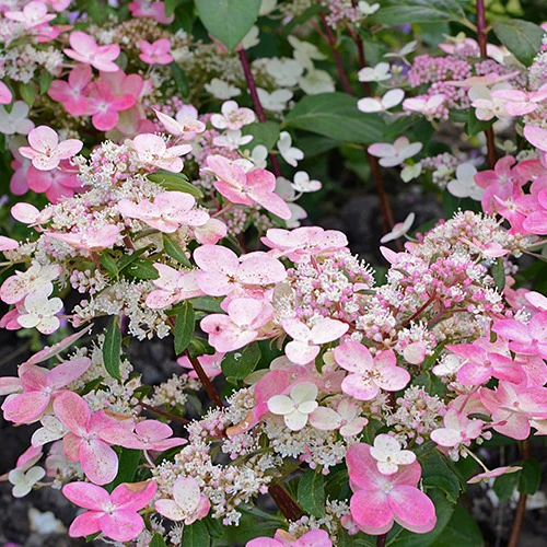 Hortensia paniculé Prim'RedŸ Couhaprim