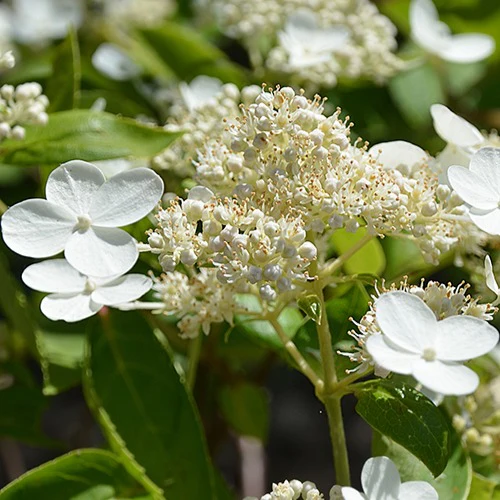 Hortensia paniculé Prim'White® Dolprim - Image 2