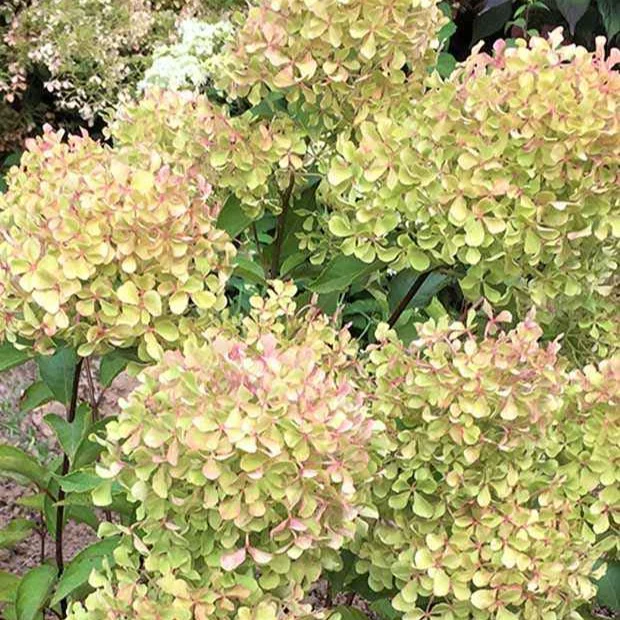 Hortensia paniculé Romantic Ace® Renvagor - Image 6