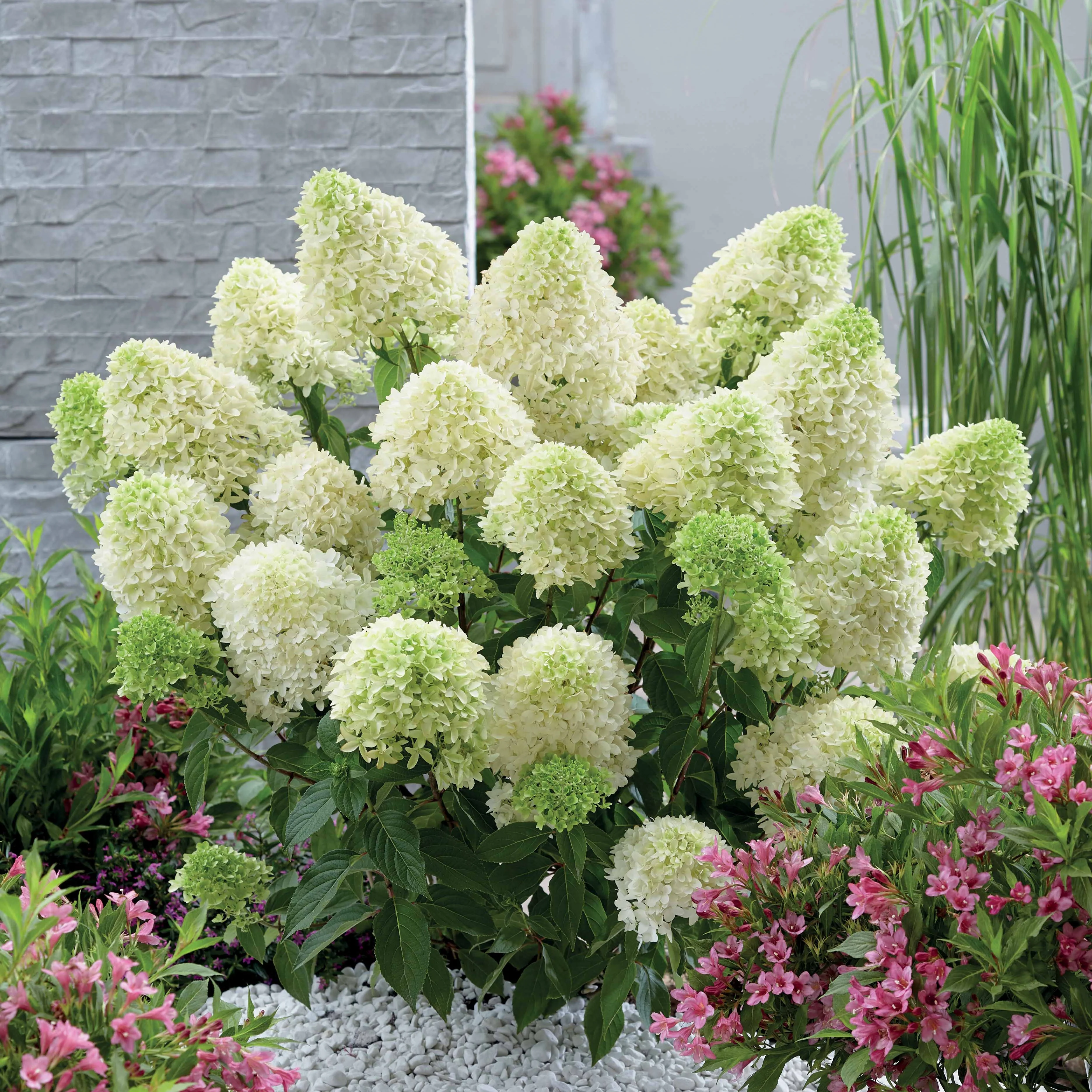 Hortensia paniculé Skyfall - Image 3