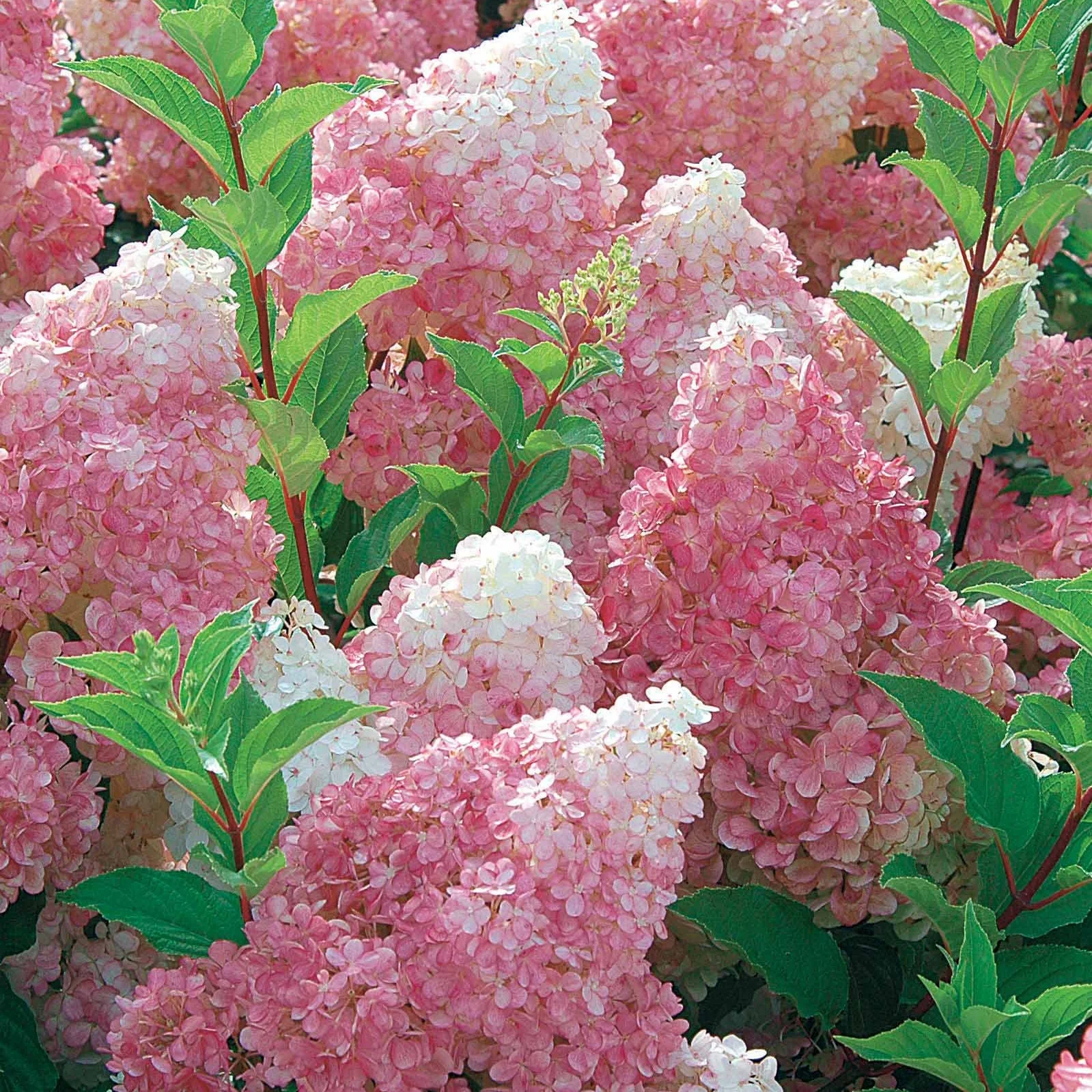 Hortensia paniculé Vanille Fraise® Renhy - Image 3