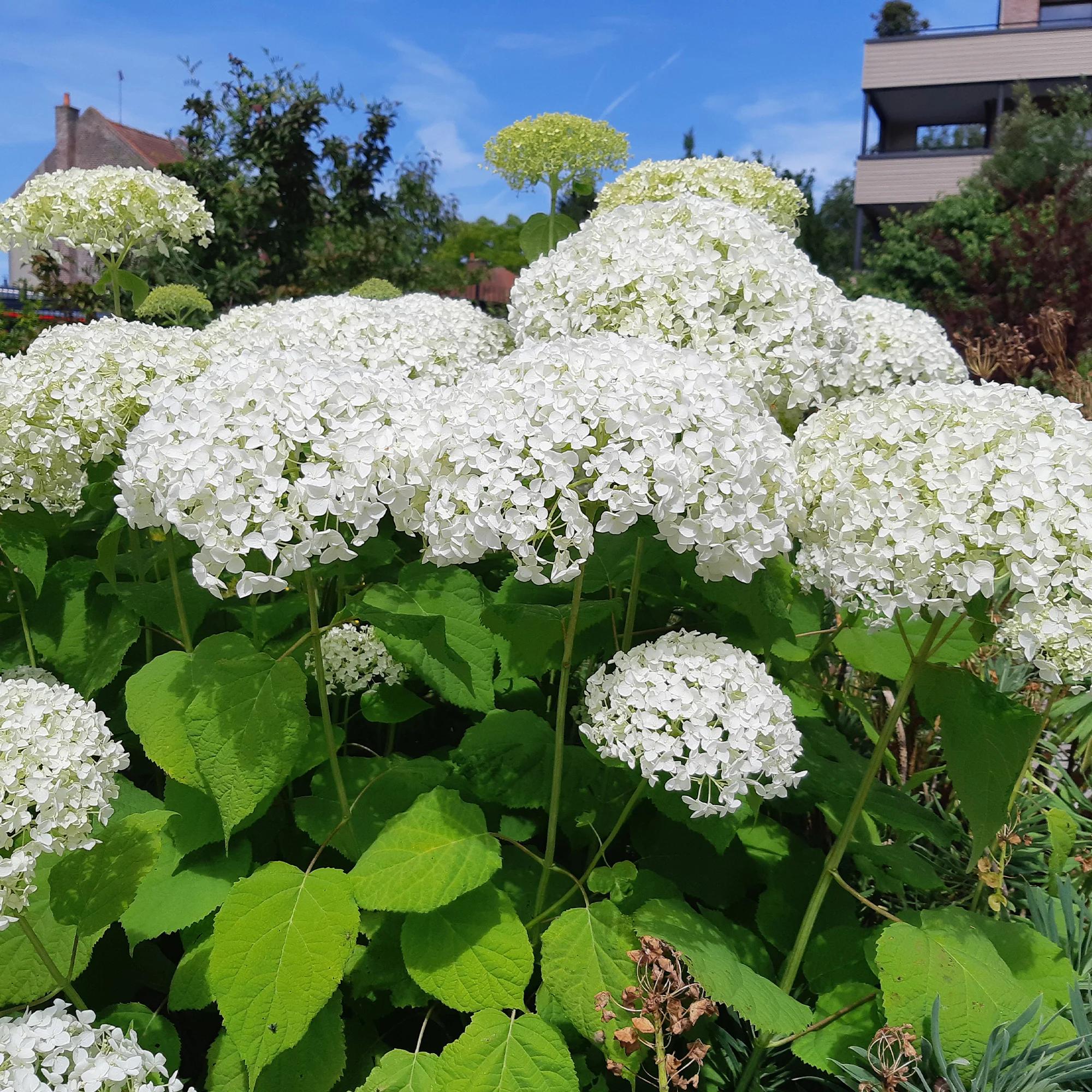 Hortensia Strong Annabelle - Image 5