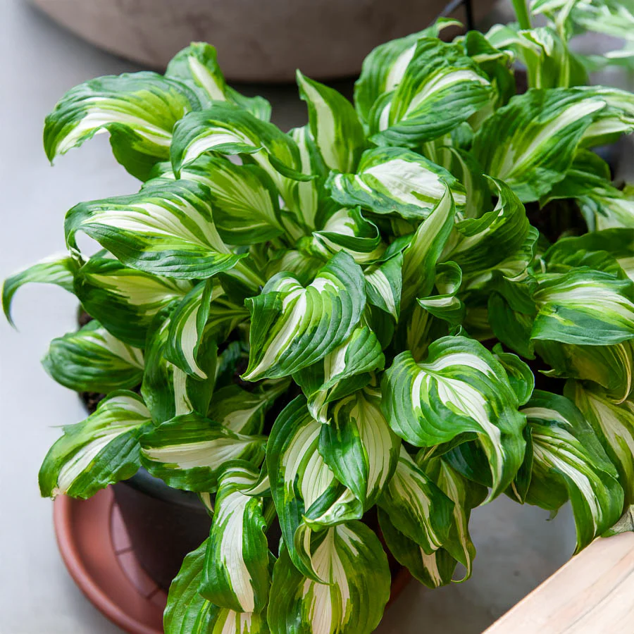 Hosta à feuilles ondulées Mediovariegata - Image 2