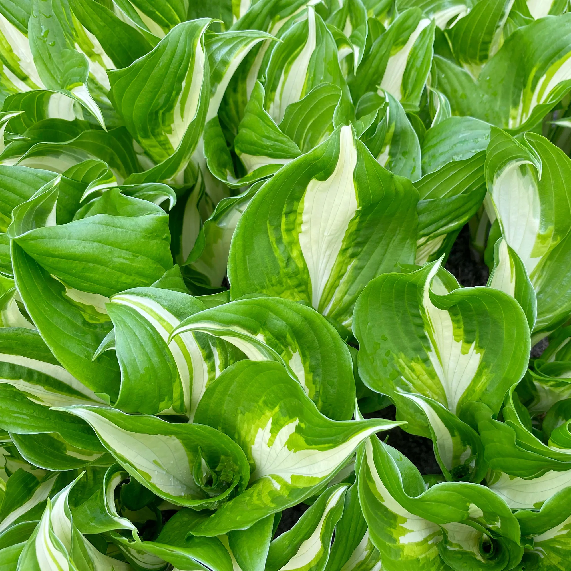 Hosta à feuilles ondulées Mediovariegata - Image 3