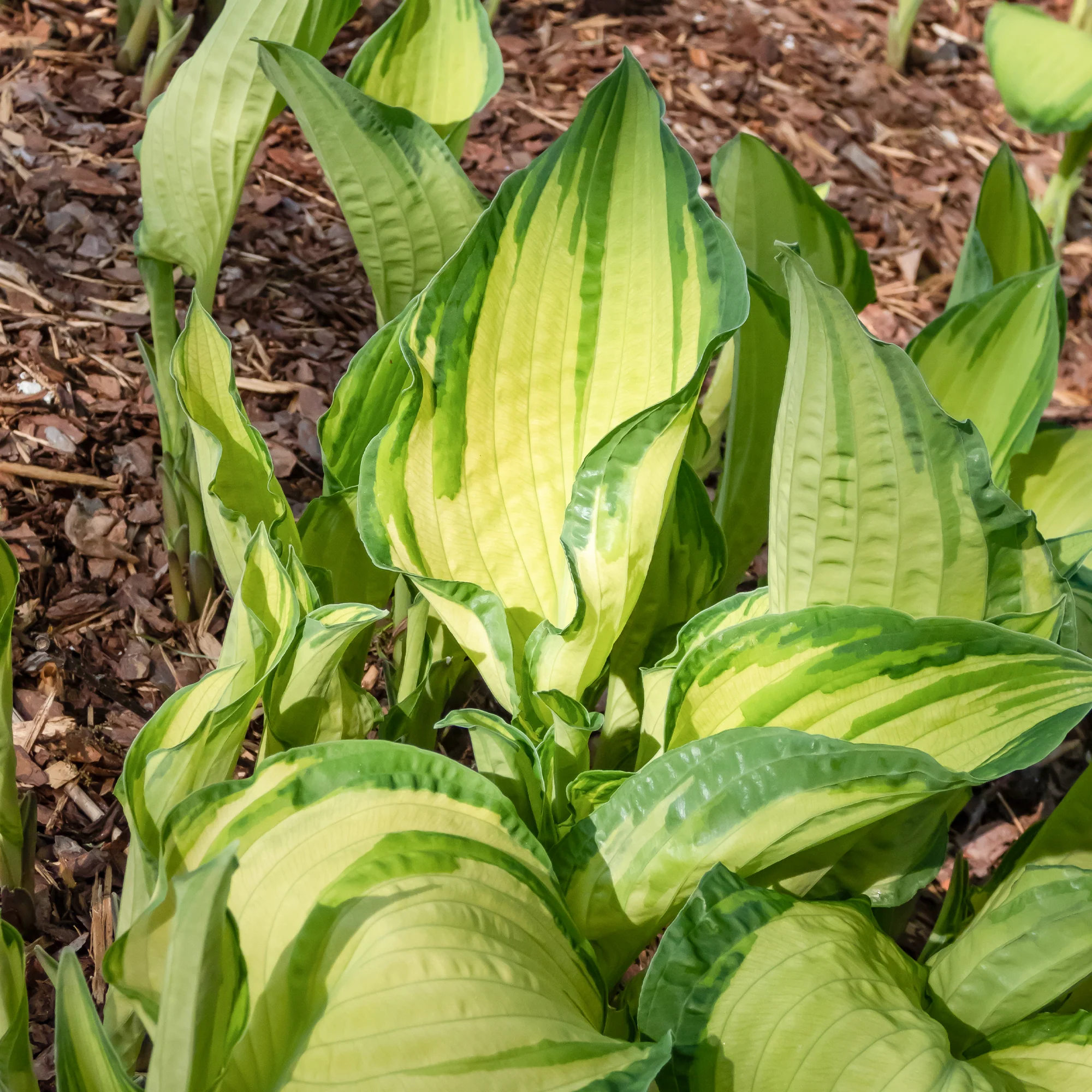 Hosta Albopicta - Image 2