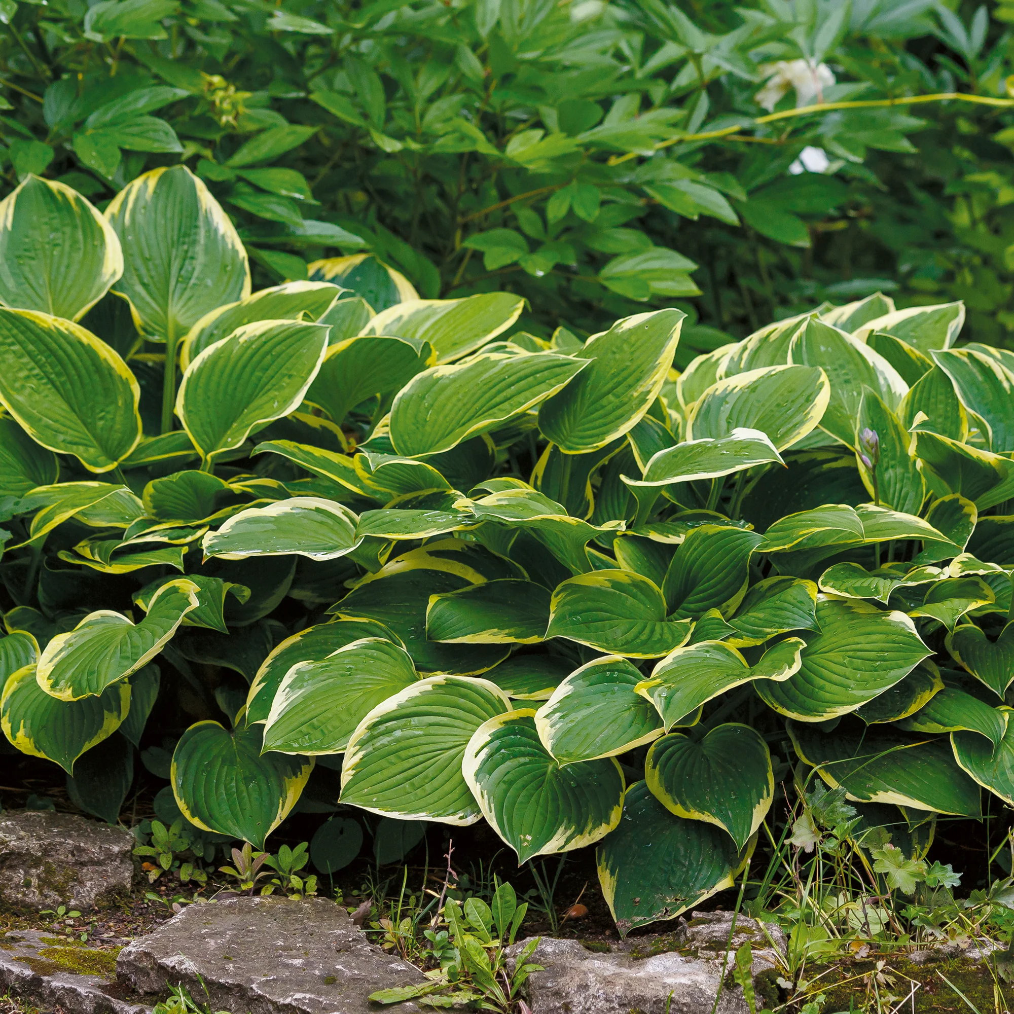 Hosta Aureomarginata