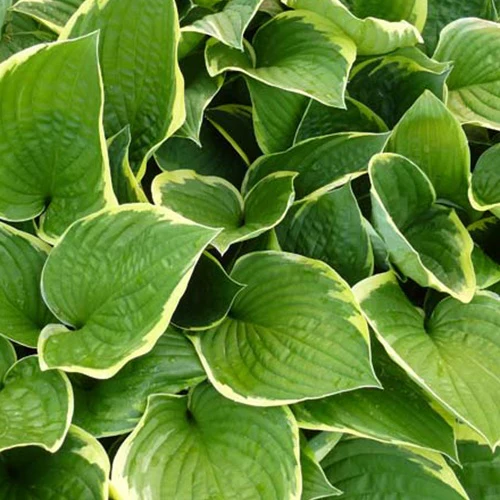 Hosta Aureomarginata - Image 2