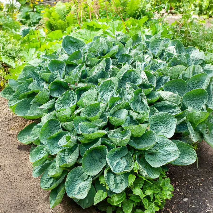 Hosta Big Daddy