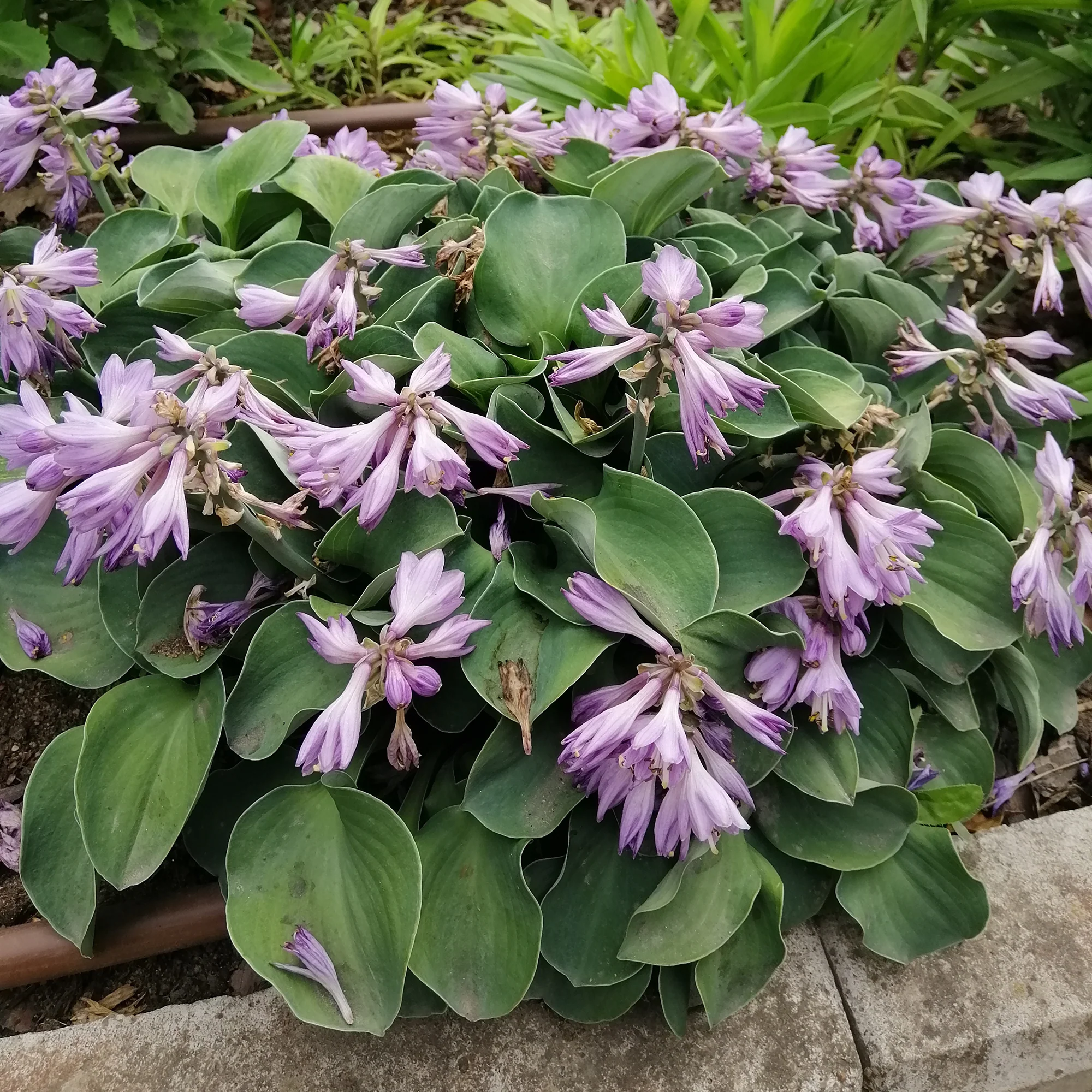 Hosta Blue Mouse Ears - Image 2