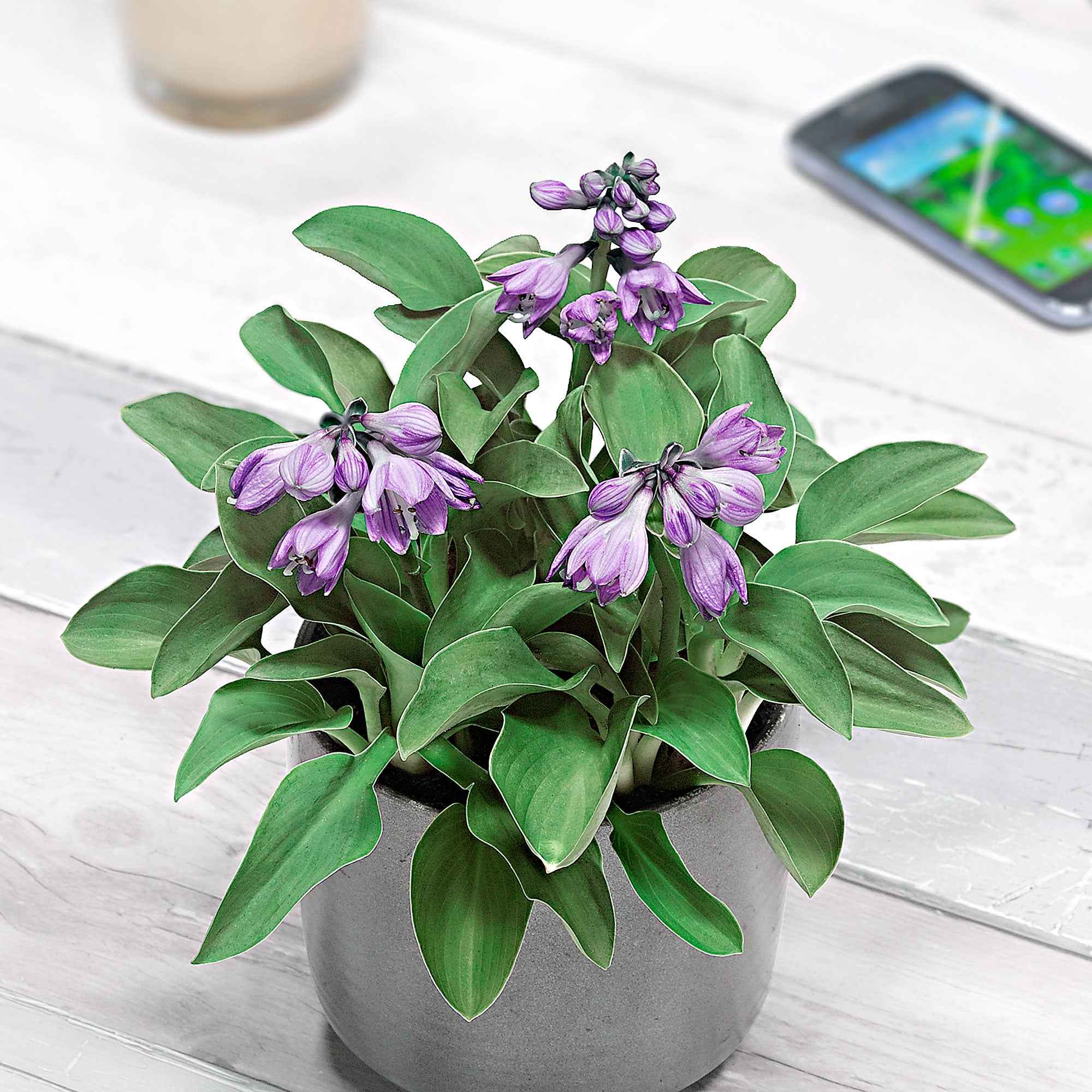 Hosta Blue Mouse Ears - Image 3