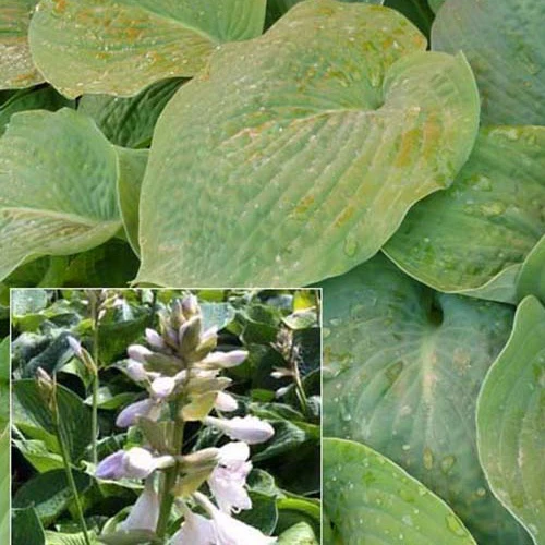 Hosta Bressingham blue