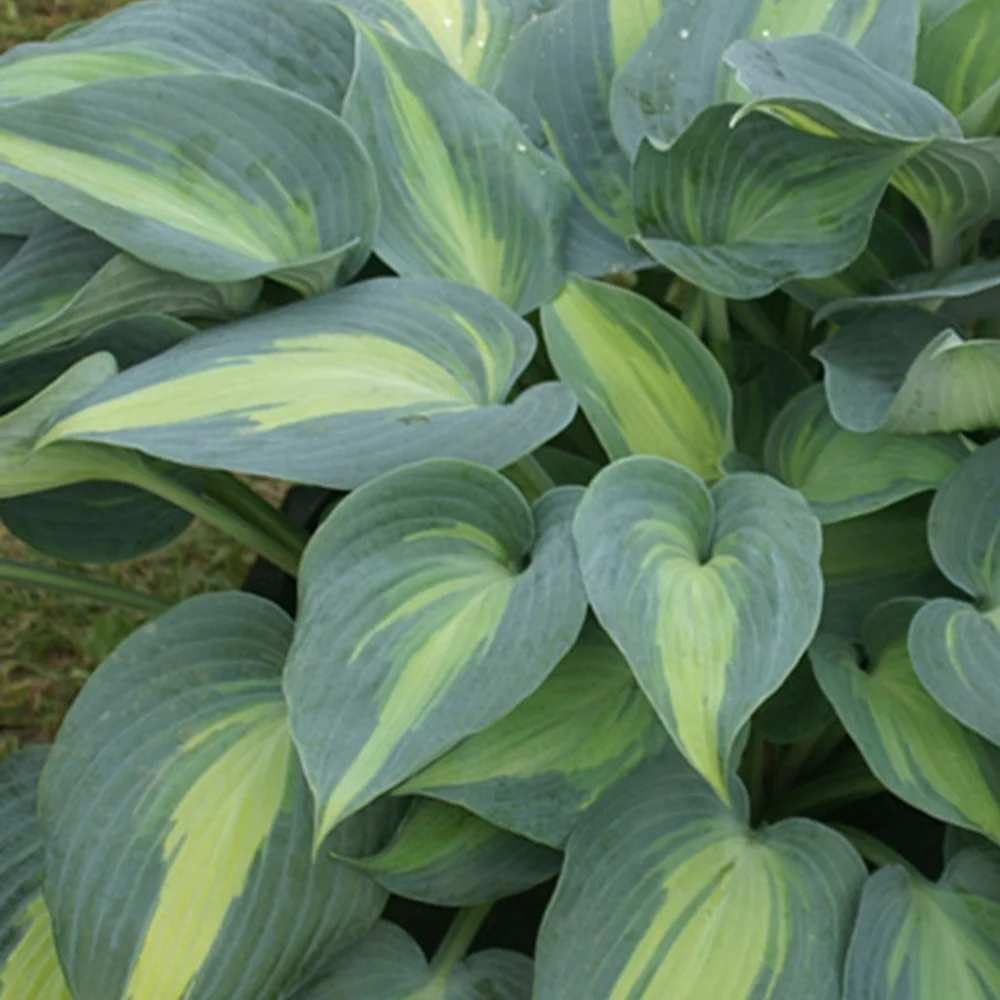 Hosta Catherine