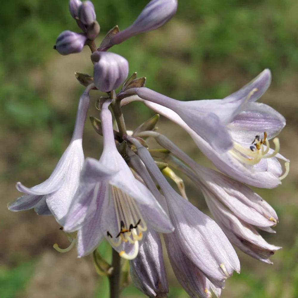 Hosta Catherine - Image 3