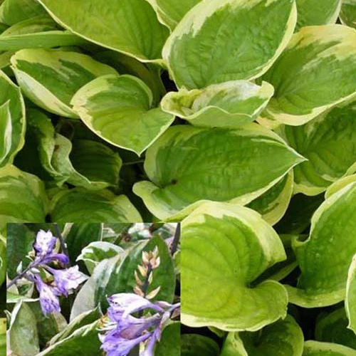Hosta Delta Dawn - Image 2