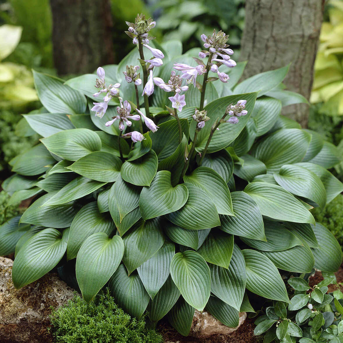 Hosta Devon green