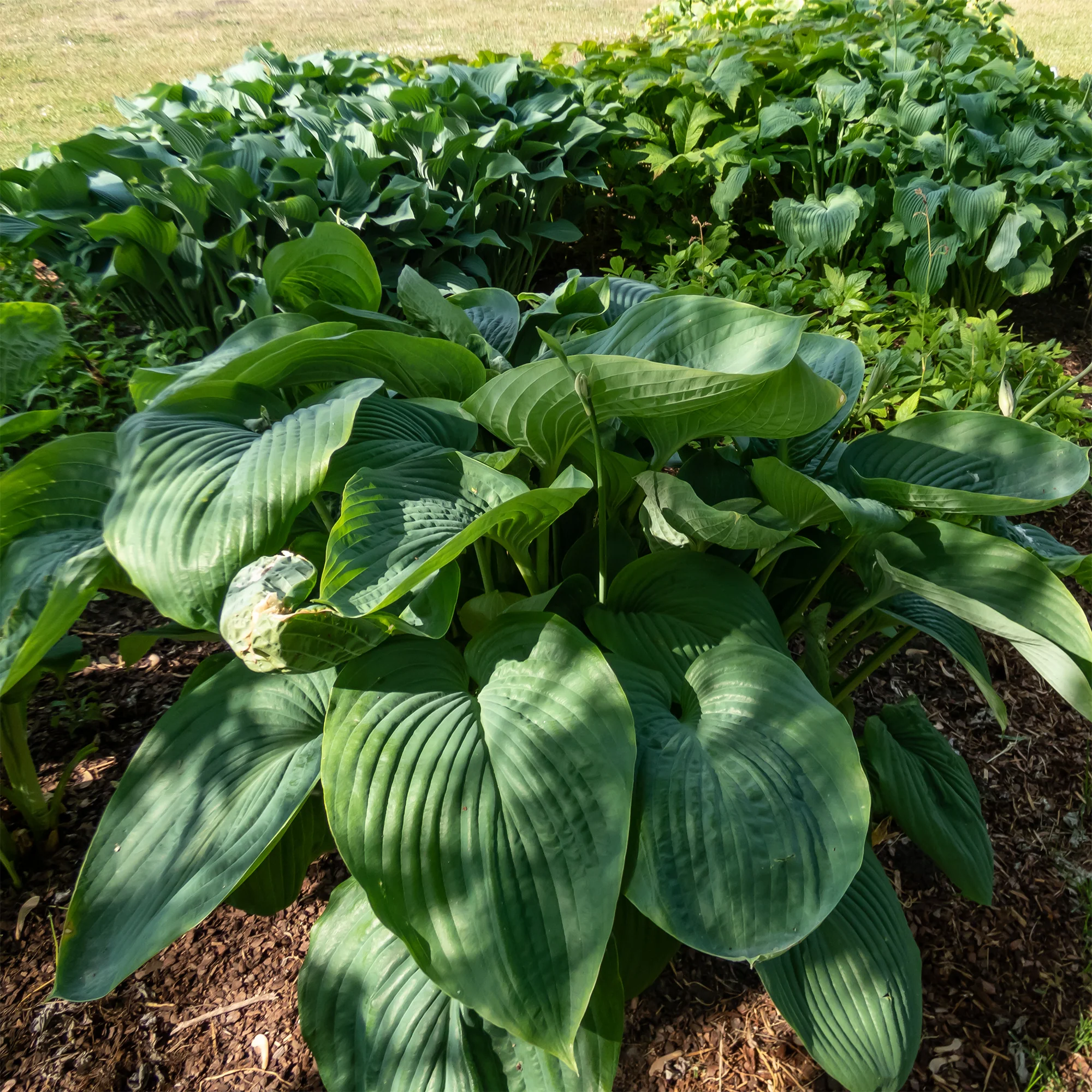 Hosta Empress Wu - Image 3