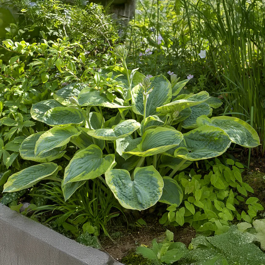 Hosta Frances Williams
