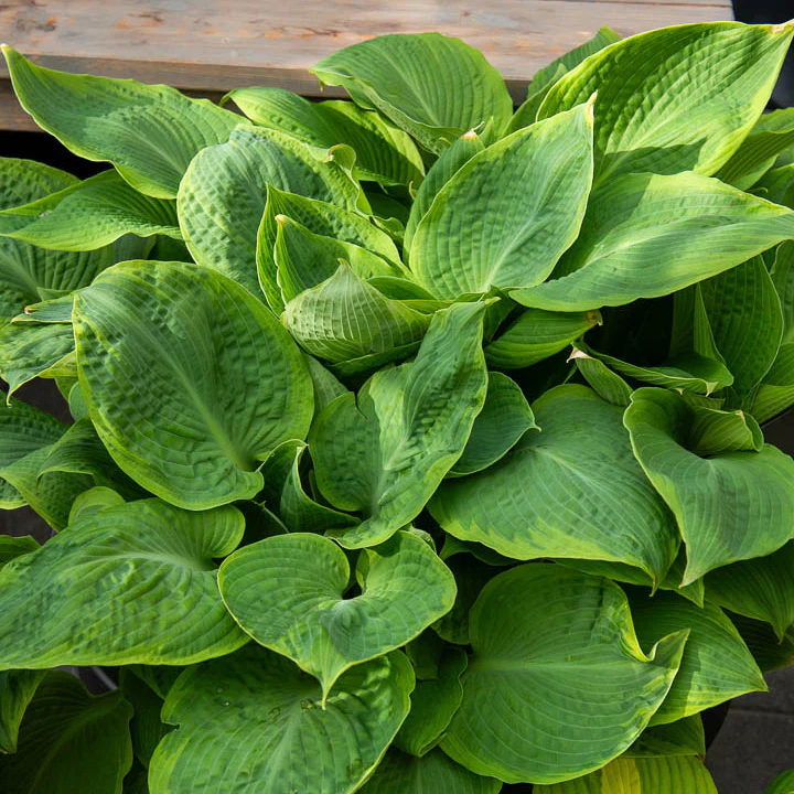 Hosta Frances Williams - Image 2