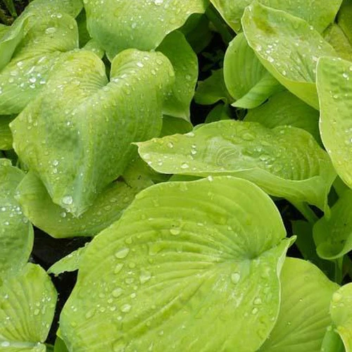 Hosta Golden Sunburst