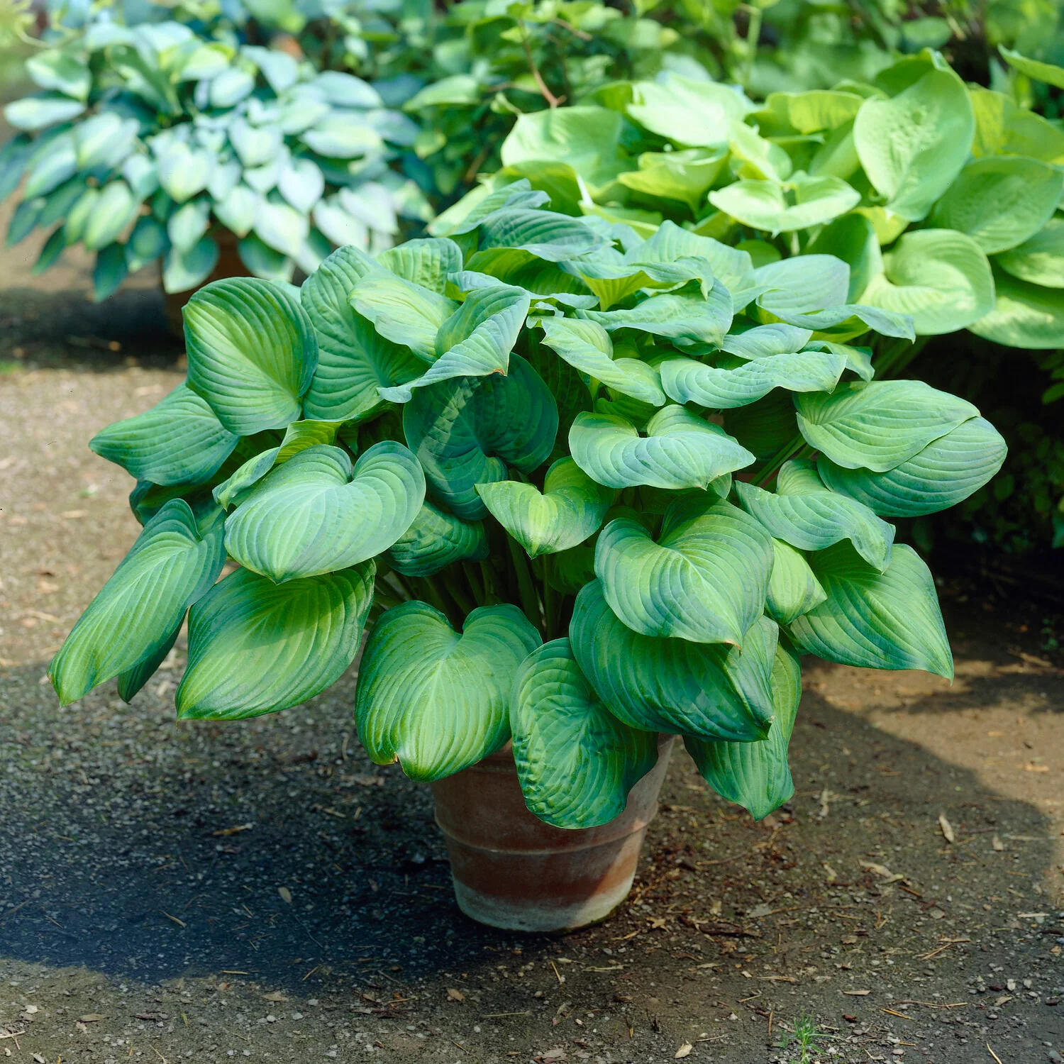 Hosta Guacamole