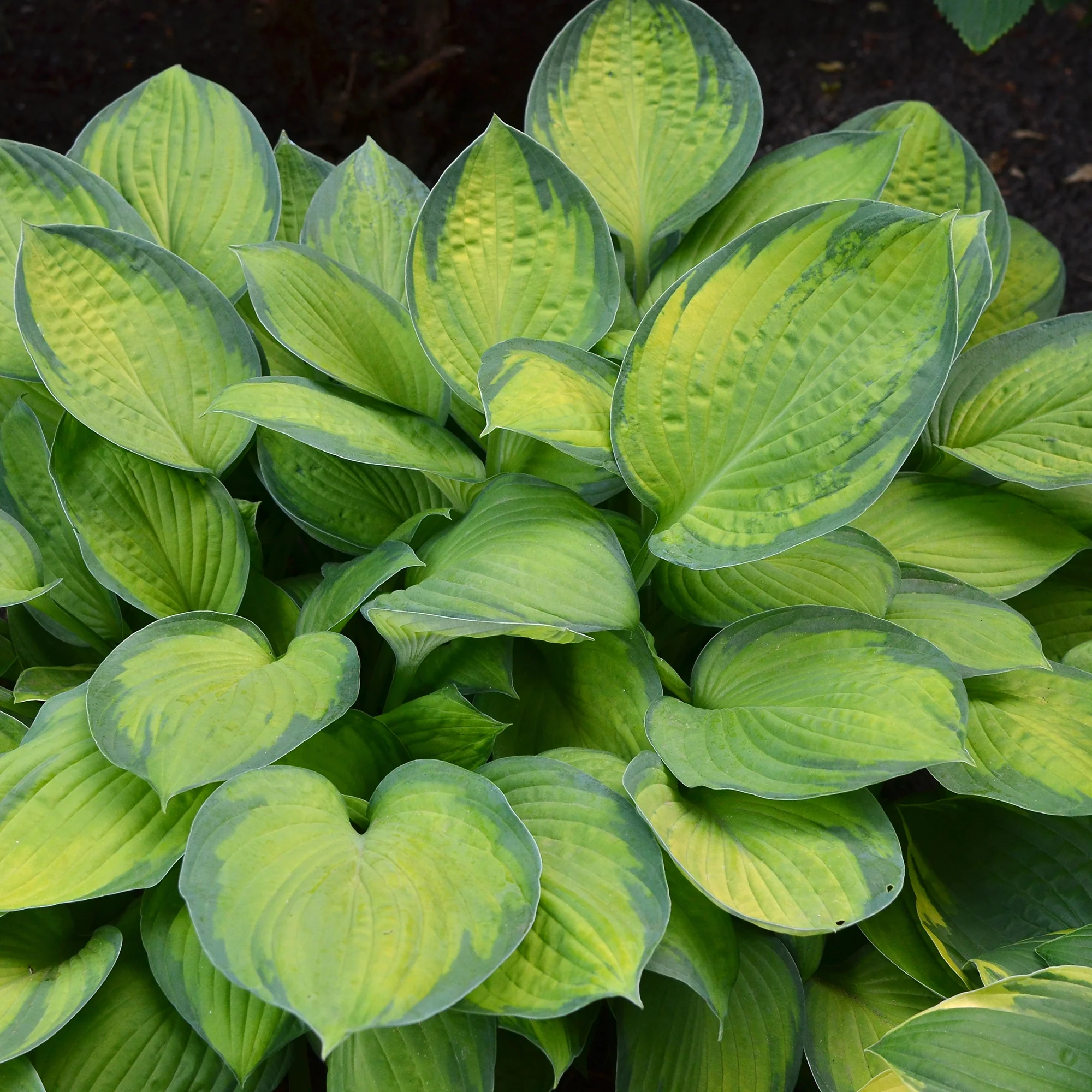 Hosta Guacamole - Image 2