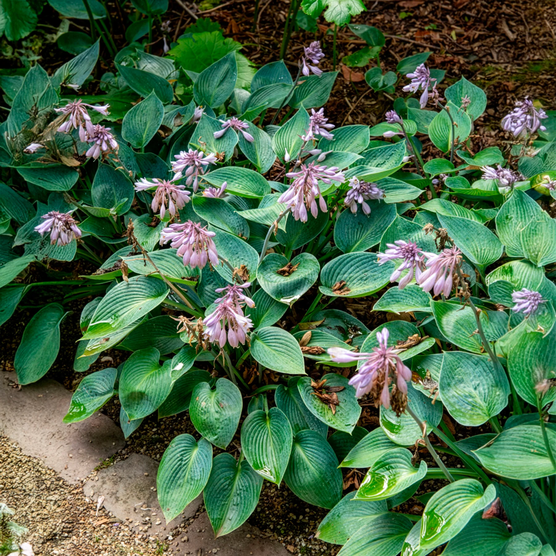 Hosta Halcyon - Image 3