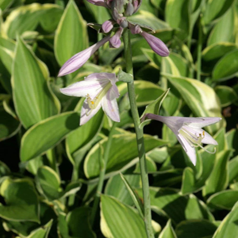 Hosta Normalis