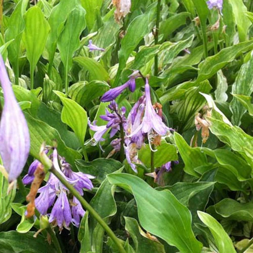 Hosta Out House Delight