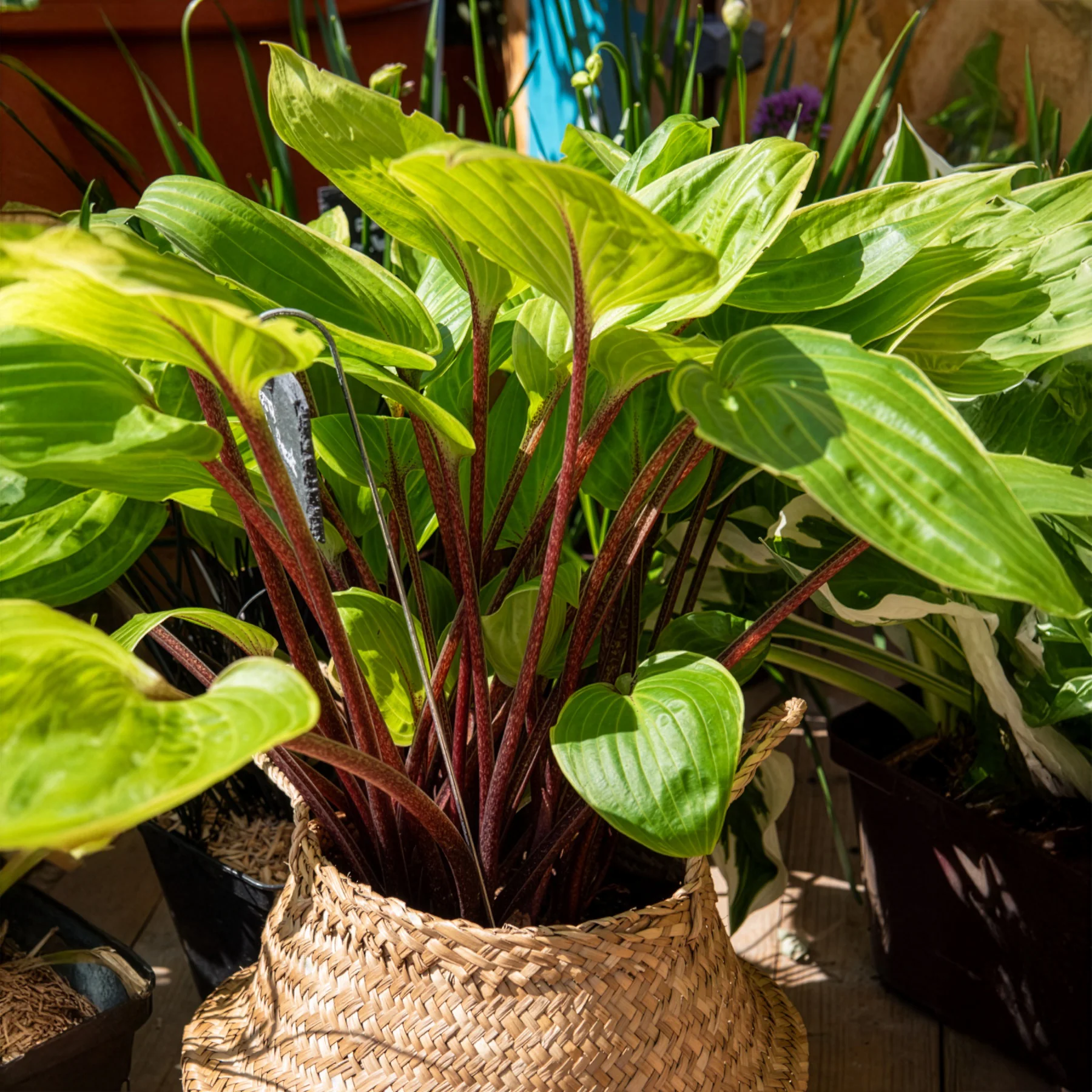 Hosta Purple Heart