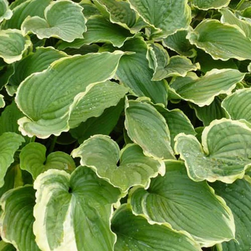 Hosta Spring Fling