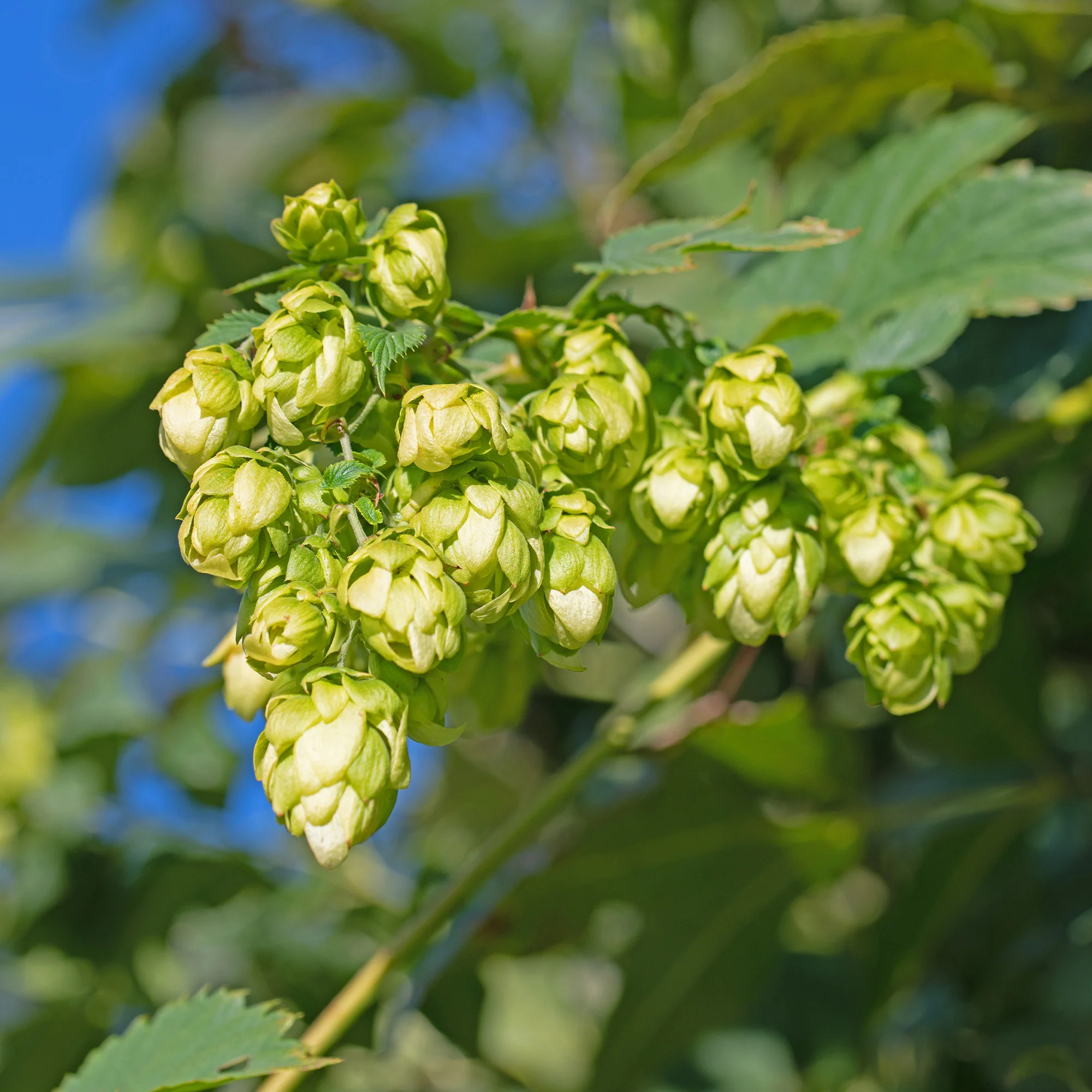 Houblon femelle Prima Donna ®