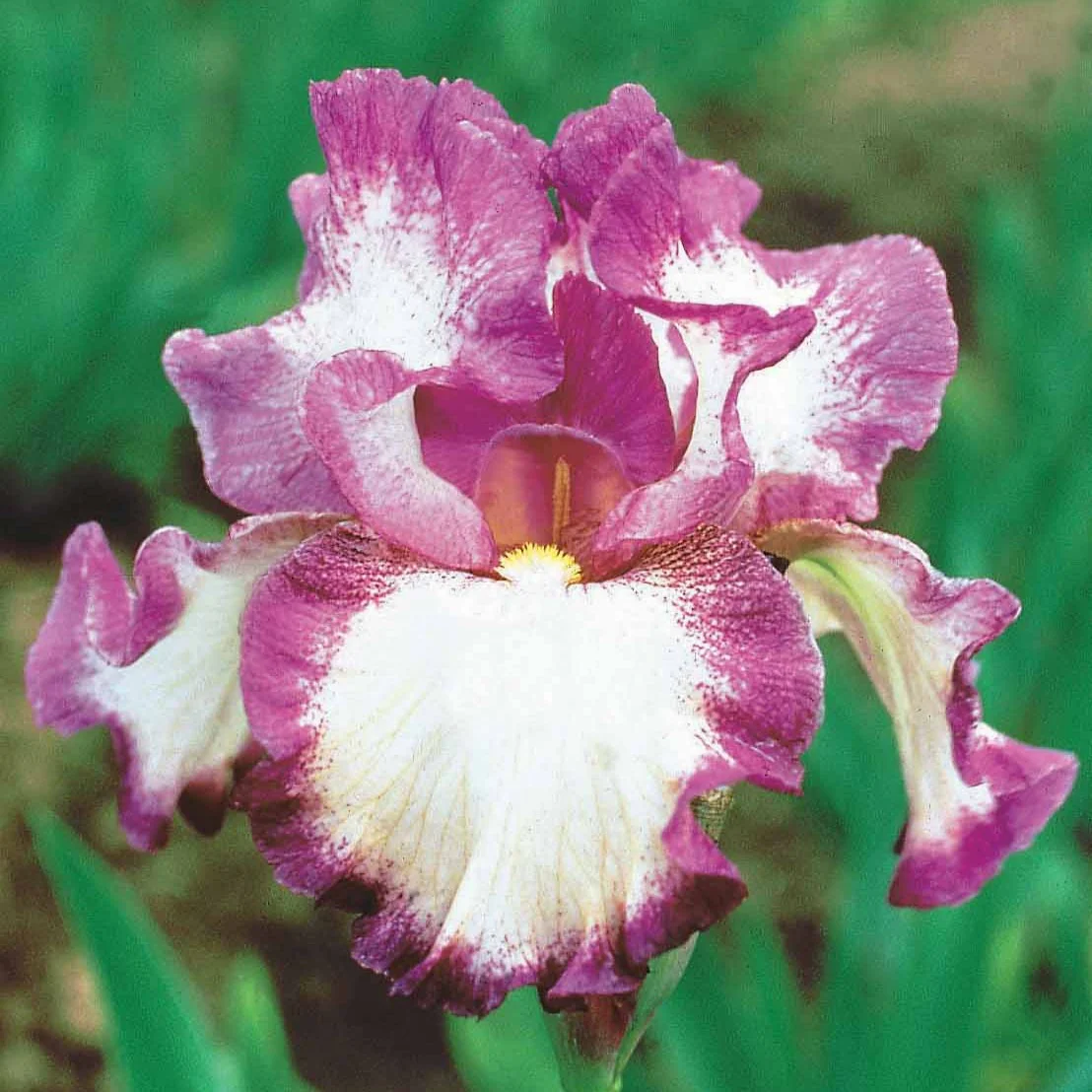 3 Iris de jardin remontant Autumn Encore - Image 2